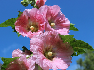 Alcea rosea <br>HOLLYHOCK BRILLIANT PINK