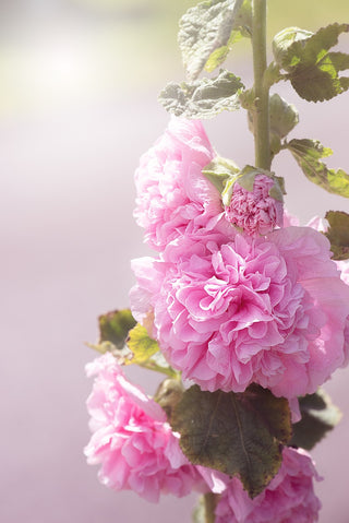 Alcea rosea <br>DOUBLE HOLLYHOCK MIX