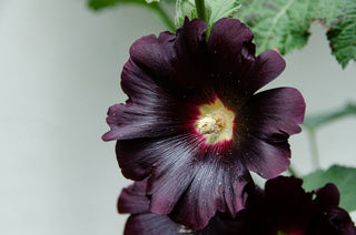 Alcea rosea <br>HOLLYHOCK MIX