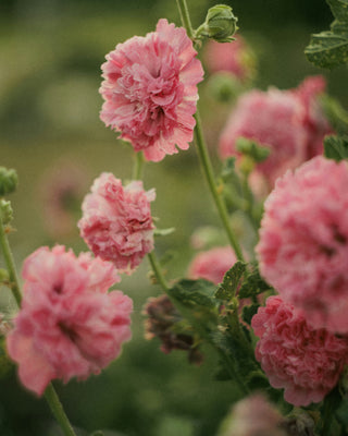 Alcea rosea <br>HOLLYHOCK DOUBLES MIX