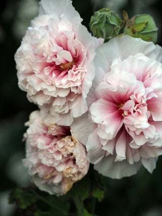 Alcea rosea <br>HOLLYHOCK DOUBLES MIX