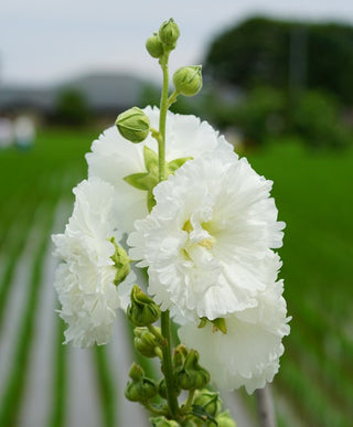 Alcea rosea <br>HOLLYHOCK DOUBLES MIX