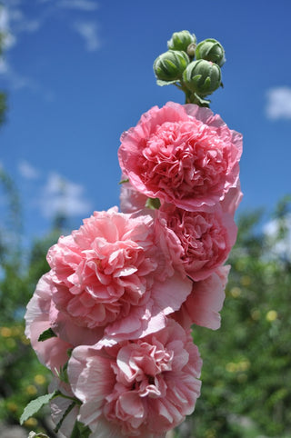 Alcea rosea <br>HOLLYHOCK DOUBLES MIX