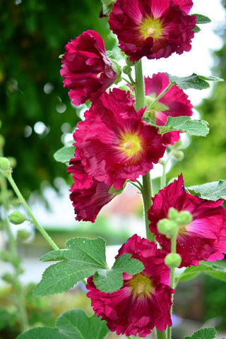 Alcea rosea <br>HOLLYHOCK MIX