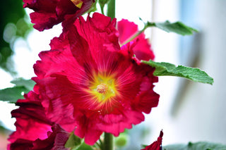 Alcea ficifolia <br>HOLLYHOCK MIX
