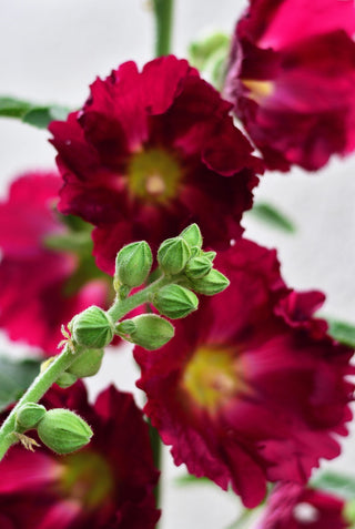 Alcea ficifolia <br>HOLLYHOCK MIX