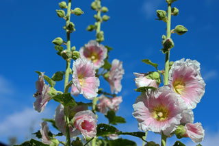 Alcea rosea <br>HOLLYHOCK MIX