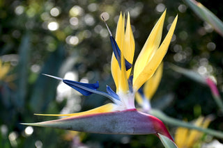 Strelitzia reginae <br>BIRD OF PARADISE YELLOW