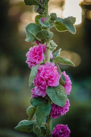 Alcea rosea <br>HOLLYHOCK DOUBLES MIX