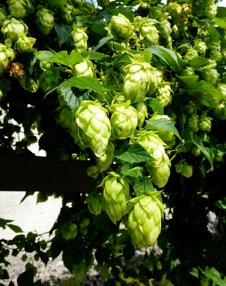 Humulus lupulus <br>COMMON HOPS