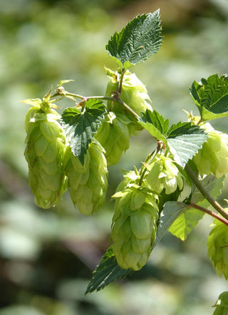 Humulus lupulus <br>COMMON HOPS