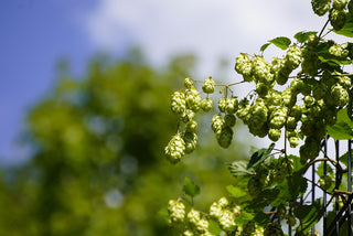 Humulus lupulus <br>COMMON HOPS