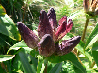 Gentiana pannonica <br>HUNGARIAN GENTIAN