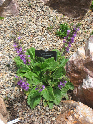 Horminum pyrenaicum <br>PYRENEAN DEAD-NETTLE