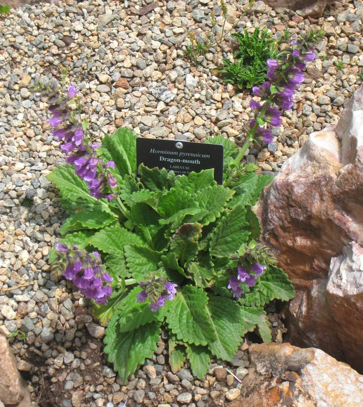 Horminum pyrenaicum PYRENEAN DEAD-NETTLE – Ferri Seeds