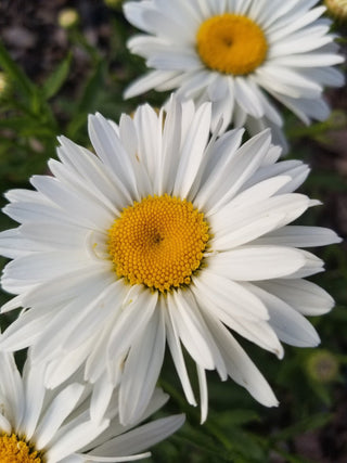 Chrysanthemum leucanthemum superbum <br>DOUBLE CRAZY DAISY Chrysanthemum