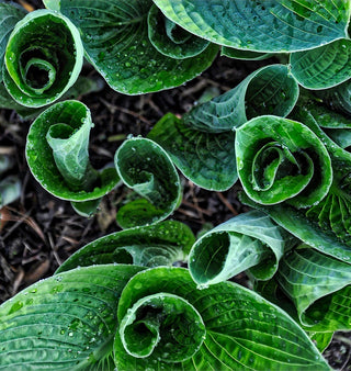 Hosta <br>MEDIUM HOSTA MIX