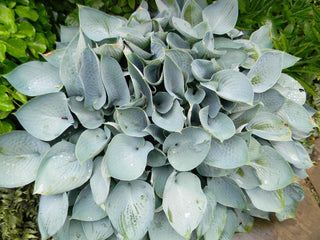 Hosta <br>MEDIUM HOSTA MIX