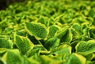 Hosta <br>MEDIUM HOSTA MIX
