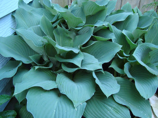 Hosta <br>MEDIUM HOSTA MIX