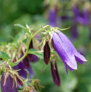 Campanula punctata <br>SPOTTED BELLFLOWER MIX