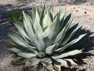 Agave parryi var huachucensis <br>HARDY PARRY'S AGAVE