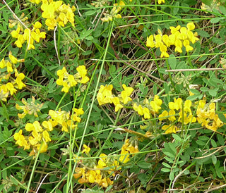 Hippocrepis comosa <br>HORSESHOE VETCH