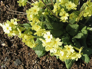 Primula elatior <br>OXLIP PRIMROSE WILD FORM