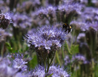 Phacelia tanacetifolia <br>LACY PHACELIA, BLUE TANSY <br>Organic