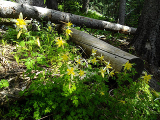 Aquilegia chrysantha <br>COLUMBINE 'GOLDEN QUEEN'