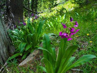 Primula parryi <br>PARRY'S PRIMROSE
