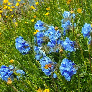 Polemonium boreale <br>NORTHERN BOREAL JACOBS LADDER