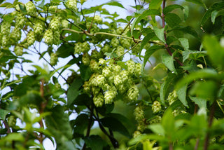 Humulus lupulus <br>COMMON HOPS
