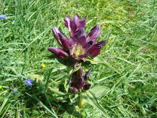 Gentiana pannonica <br>HUNGARIAN GENTIAN