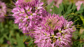 Cleome serrulata <br>ROCKY MOUNTAIN BEE PLANT, SPIDER FLOWER