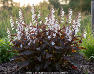 Penstemon digitalis <br>HUSKER RED BEARDTONGUE