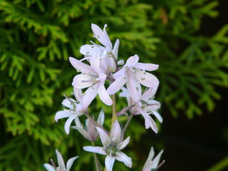 Galtonia candicans <br>SUMMER HYACINTH