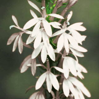 CARDINAL FLOWER 'WHITE CARDINAL' <br>Lobelia cardinalis albiflora