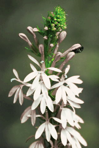 CARDINAL FLOWER 'WHITE CARDINAL' <br>Lobelia cardinalis albiflora