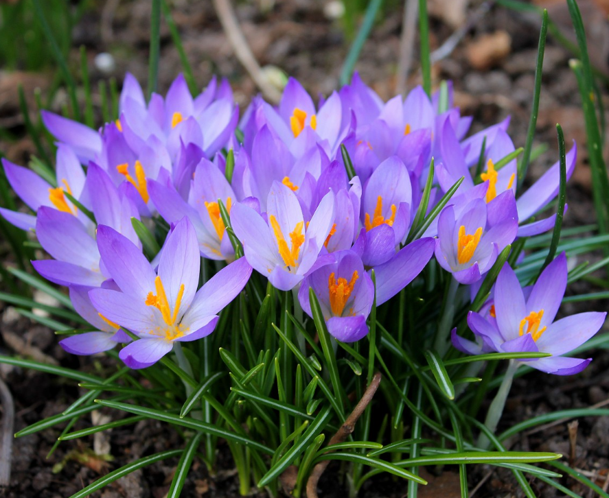 Best Early Spring Crocus Royalty-Free Images, Stock Photos