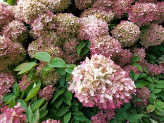 Hydrangea paniculata 'Grandiflora' <br>PEE GEE HYDRANGEA