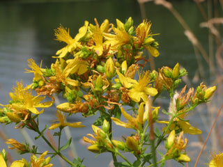 Hypericum perforatum <br>ST JOHN'S WORT