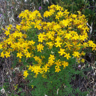 Hypericum perforatum <br>ST JOHN'S WORT