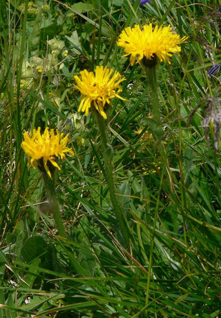 Hypochaeris uniflora <br>CAT'S EAR