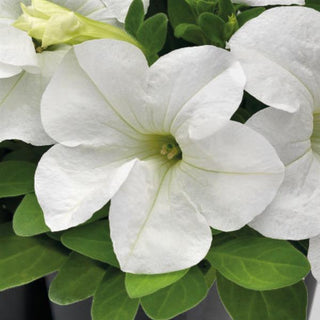 Petunia <br>PETUNIA WHITE SUCCESS 360°