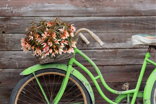 Begonia boliviensis <br>BEGONIA GROOVY SALMON