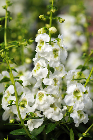 Angelonia augustifolia <br>ANGELONIA WHITE