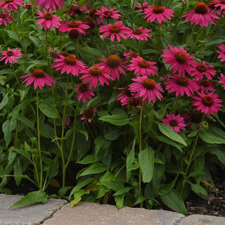 Echinacea hybrida <br>ARTISAN BRILLIANT ROSE CONEFLOWER