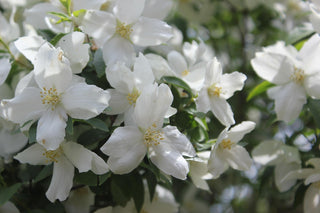 Philadelphus coronarius <br>SWEET MOCKORANGE MOCK ORANGE