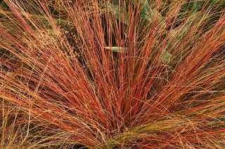 ORANGE SWITCH GRASS, RED SEDGE <br>Carex testacea